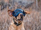 REX SPECS VERSION 2 DOG GOGGLES SIZE LARGE