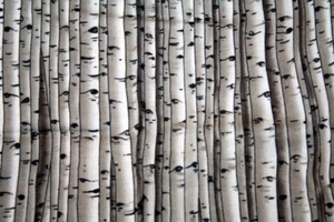 BIRCH TREES FROM BLANK TEXTILES - 100% COTTON FABRIC - Picture 1 of 3