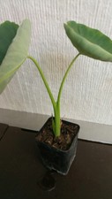 Elephant Ears -Colocasia - Alocasia -PIANTA RADICATA come foto