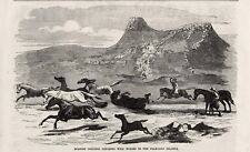 Wild Horses Chased by Gaucho Swinging Bolas Boleadoras Falkland Islands 1856