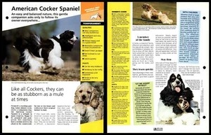 American Cocker Spaniel - Temperament - Dogs Of The World Atlas Fact File Card - Picture 1 of 1