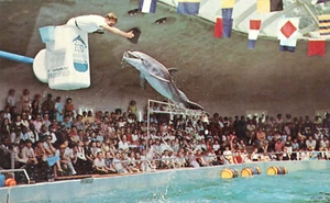 Postal nariz de botella marsopa Brookfield Zoo Chicago Illinois - Imagen 1 de 2