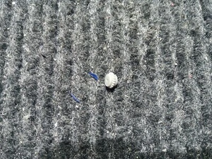 Spur N Antiebsritzel Roco VT 11.5 Roco geradverzahnt - Bild 1 von 3