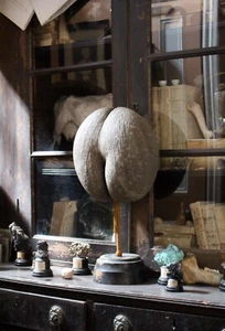 Large 19thC Mottled Coco De Mer Taxidermy Natural History Maritime Sailors Curio - Picture 1 of 11