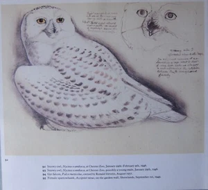 BEAUTIFUL TUNNICLIFFE BIRD PRINT ~ SNOWY OWL - Picture 1 of 1