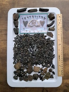 750+ Full Unbroken Fossil Shark Teeth + Meg & Assortment Of Peace River Fossils - Picture 1 of 22