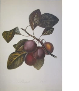 Classic 19th-Century Fruit Print Plums 'Abricotee rouge' Vintage Botanical Print - Picture 1 of 4