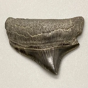 Tolle Form/Qualität 1,30" fossiler MEGALODON Haizahn - posterior, USA - Bild 1 von 6
