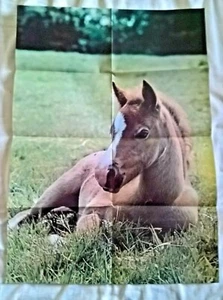 Pony Pferd großes Poster (Smiths Chips/PDSA 'Help the Pets' 1977 Vintage) - Bild 1 von 1
