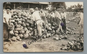 RPPC Farming Opening COCONUTS Pacífico Sur Hawaii? SE Asia? Foto postal real - Imagen 1 de 2