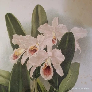 H.G. Moon 1886 Chromolithograph ORCHIDS Cattleya Percivaliana Framed Mansell - Picture 1 of 15