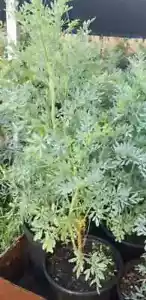 Ruda Plant Common Rue Ruta Graveolens Free shipping world wide - Picture 1 of 4