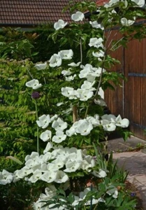 8000405 Cornus Kousa Japanischer Hartriegel 5 Samen - Bild 1 von 1