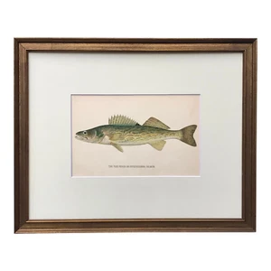 Antique lithograph Pike Perch or Salmon Fish Print by Tarleton Bean c.1890 - Picture 1 of 5