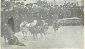 Foto de prensa Postal de perros husky de Alaska trineo perro de Alaska - Imagen 1 de 2