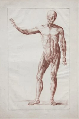 Écorché, anatomische Studie, Crayonmanier  im Stil einer Rötelzeichnung, um 1790 - Bild 1 von 4