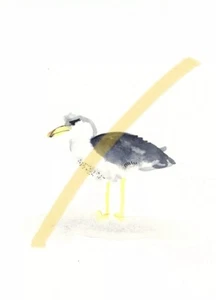 MÖWE MEER VOGEL Illustration Zeichnung Grafik Postkarte Karte Aquarell A6 (1) - Bild 1 von 1