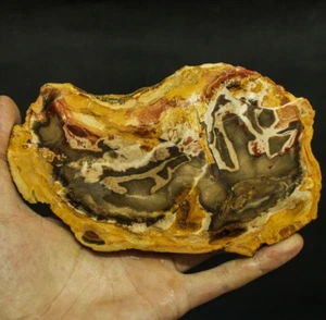 216g BEAUTIFULL NATURAL MULTICOLOR PETRIFIED WOOD NOT POLISHED - Picture 1 of 8