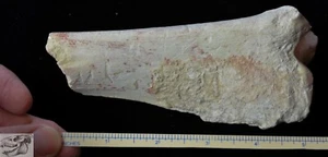 Subhyracodon Fossil Half Tibia, Fossil, South Dakota, Badlands, Oligocene - Picture 1 of 4