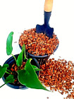 Croustilles de noix de coco orchidées anthurium 100 % fibres biologiques naturelles livraison gratuite