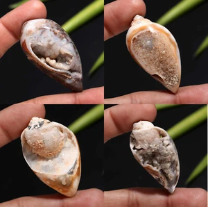 Fossil Shell Druzy 100% Natural Earth Mine Top Qulaity Display Specimen Gemstone - Picture 1 of 13