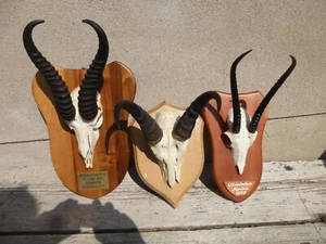 3 astas antílopes / antílopes / gacela / ñu / decoración / astas / África - Imagen 1 de 3