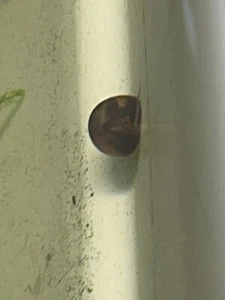 50+ Ramshorn Snails - Assorted - Feeders or Cleaners Tank Bred Clean Pea Puffers - Picture 1 of 3