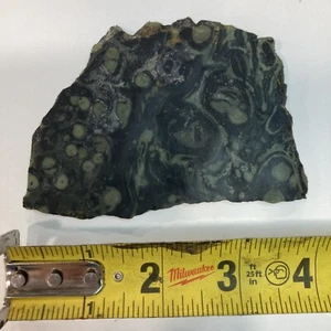 Kambaba Jasper Stromatolite 4” X 2 3/4” Rough Slab Lapidary Cabbing - Picture 1 of 3