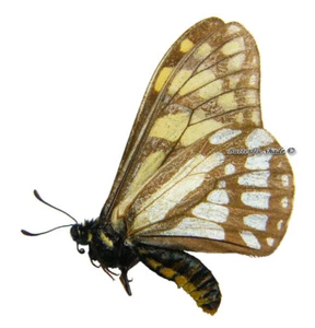 Unmontierter Schmetterling/Papilionidae - Baronia brevicornis f. typica, männlich, A1/A- - Bild 1 von 1