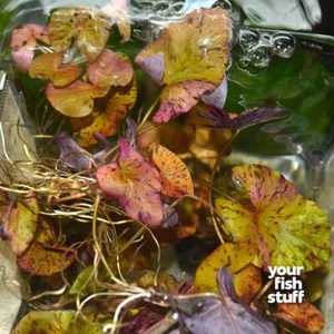 Tiger Lotus Red (Nymphaea zenkeri) Live Aquarium Plants POTTED - Picture 1 of 4