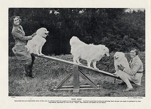 SAMOYED DOGS AND YOUNG LADIES ON SEE-SAW OLD ORIGINAL 1934 DOG PRINT - Picture 1 of 1