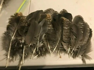 150 Stk. EASTERN WILD TURKEY MISCELLANEUS FEDERN bis zu 8" LANG - Bild 1 von 1