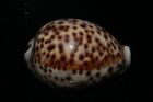 Seashells Cypraea Tigris F. Pardalis Tiger Cowry 58.7Mm Gem Marine Specimen