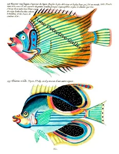 Fantastische Fischillustration #4 von Louis Renard 1782 - Historischer Kunstdruck - Bild 1 von 1