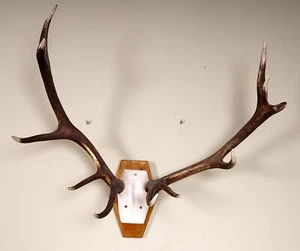 Schönes 10ender Rothirschgeweih mit Metallschädel Red Deer Trophy - Bild 1 von 3