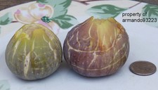 fig cuttings Unk Family Favorite +6 by armando93223