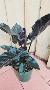 RARE LIVE PLANT 1ft tall - Alocasia Chienlii Antoro Velvet - Picture 1 of 6