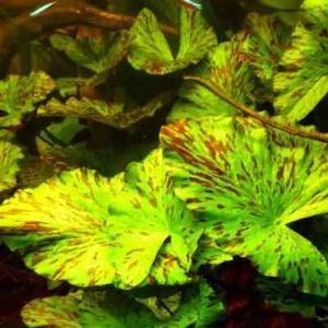 Nymphaea lotus "Green" – Green Tiger Lotus | Stunning Aquarium Plant - Picture 1 of 2