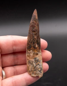 "Diente de dinosaurio Spinosaurus 3,04"" 1696" - Imagen 1 de 2
