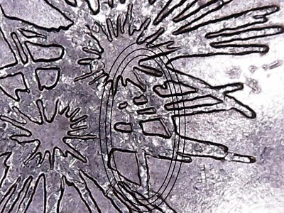 2013 P Fort McHenry ATB Quarter. WDDR-004. Doubled Die Reverse Mint Error. - Image 1 of 4