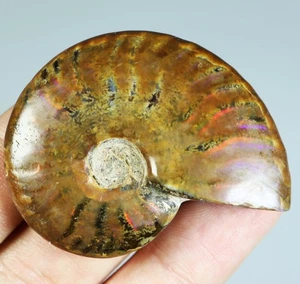 Natural Rainbow ! Ammonite Fossil Quartz Crystal Mineral Specimen Madagascar - Picture 1 of 9