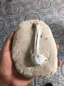 Authentic Mosasaur Nose Jurassic Peroid Creataceous Spicmen Natural Geology - Picture 1 of 7