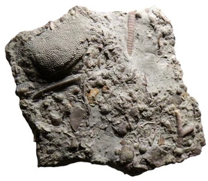 British Silurian SEA FLOOR FOSSIL DEBRIS Trilobites Coral Crinoid WENLOCK EDGE - Foto 1 di 7