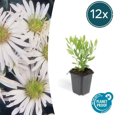 Aster ageratoides 'Ashvi' - 6, 12 o 20 - pianta da giardino con fiori bianchi - Immagine 1 di 4
