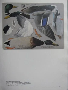 BEAUTIFUL TUNNICLIFFE BIRD PRINT ~ MALLARD DUCK MALE - Picture 1 of 2