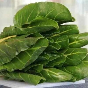 200 GRÜNE GLATTKARTENRÜBENSAMEN ZUM SCHNEIDEN + Geschenk - Bild 1 von 1