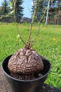 Dioscorea elephantipes Schildkrötenpflanze Durchmesser ca 9 cm 3 1.5. - Bild 1 von 12