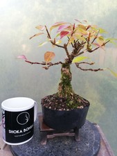 Bonsai Forsythia flowering shohin in training plant Garden 
