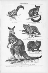 1905 KANGAROO KOALA WOMBAT OPOSSUM ENGRAVING ILLUSTRATION PRINT 2 Pgs - Picture 1 of 4
