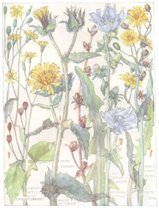 DAISIES. Nipple Wort; Bristly Ox-Tongue; Chicory Succory;Smooth Hawks Beard 1907 - Picture 1 of 1